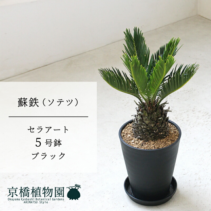 楽天市場】【限定1点】 蘇鉄（ソテツ：2頭）極太 1.5m Cycas revoluta