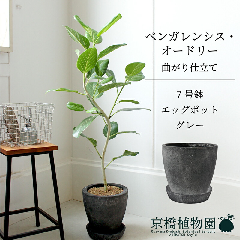 楽天市場】【SSクーポンあり】【エッグポット：ブラック】フィカス