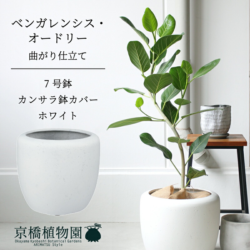 楽天市場】【カンサラ鉢カバー：ホワイト】フィカス・ベンガレンシス