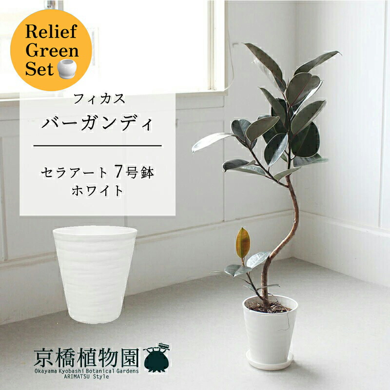 フィカス バーガンディ」の人気商品一覧 | 安い商品を通販サイトから