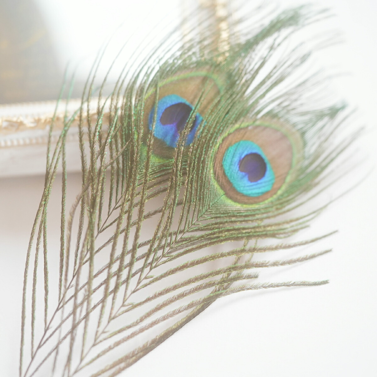 楽天市場】孔雀の羽 ピーコックアイ ミニサイズ 4本入りフェザー