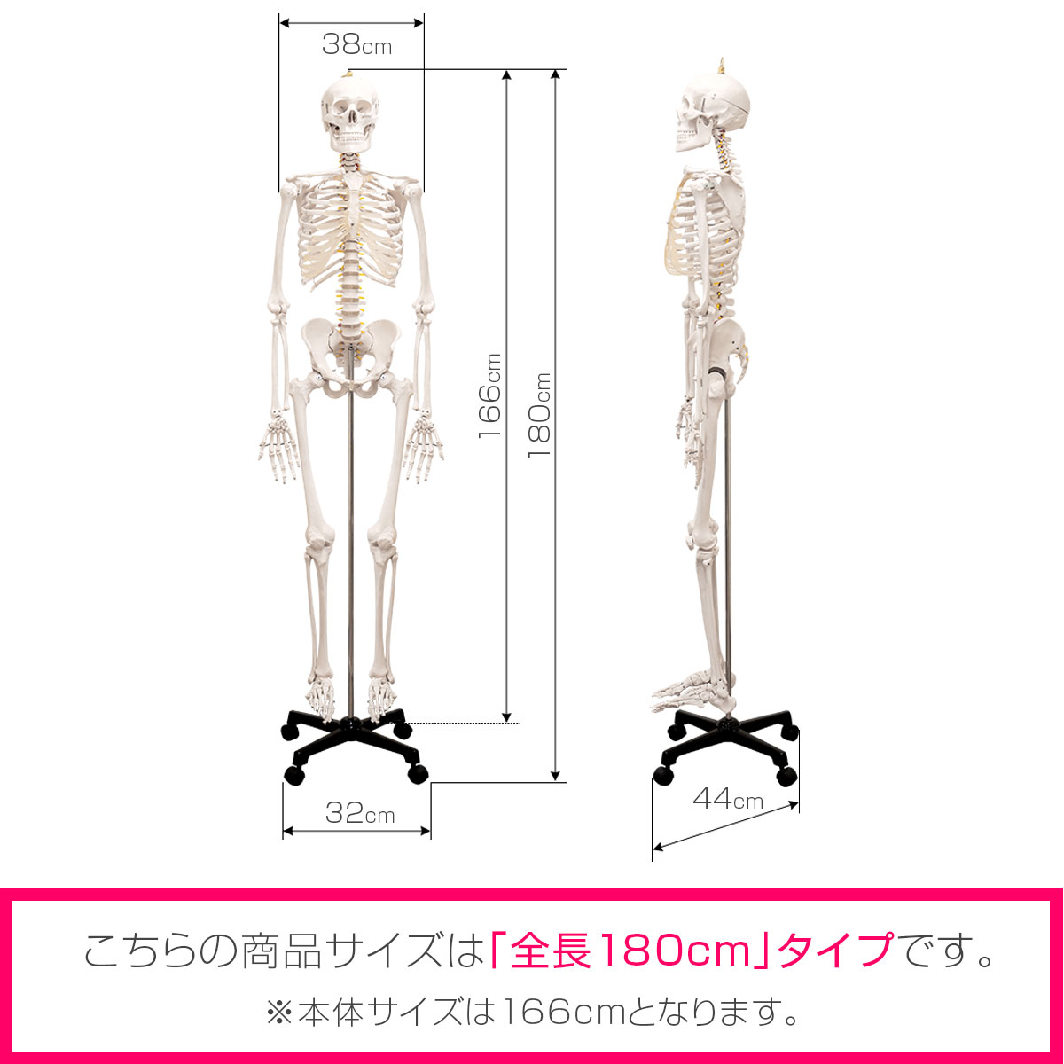 楽天市場】人体模型 骨格模型 骨 等身大 身長約166cm 展示スタンド付き