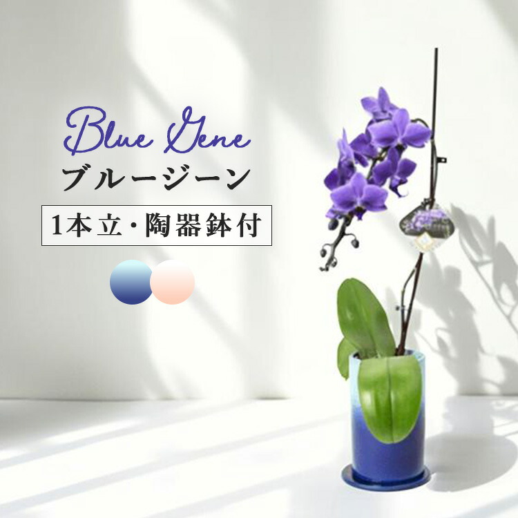 楽天市場】ブルージーン 胡蝶蘭の通販