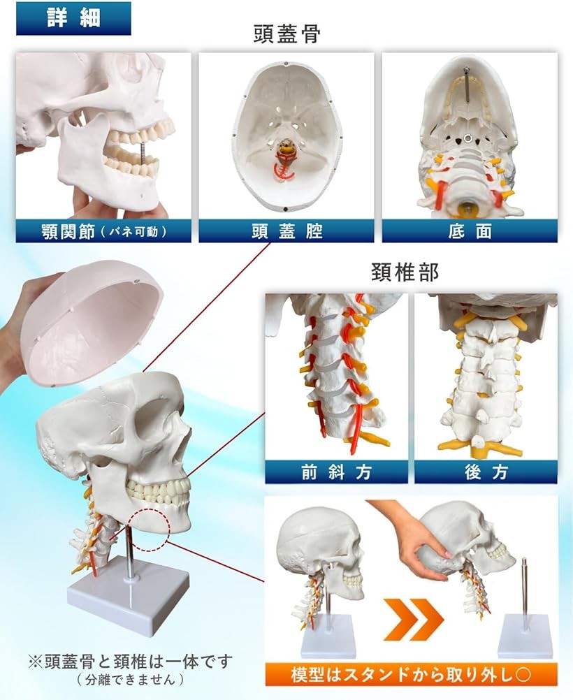 楽天市場】【楽天ランキング1位入賞】支柱から取り外せる頚椎付き