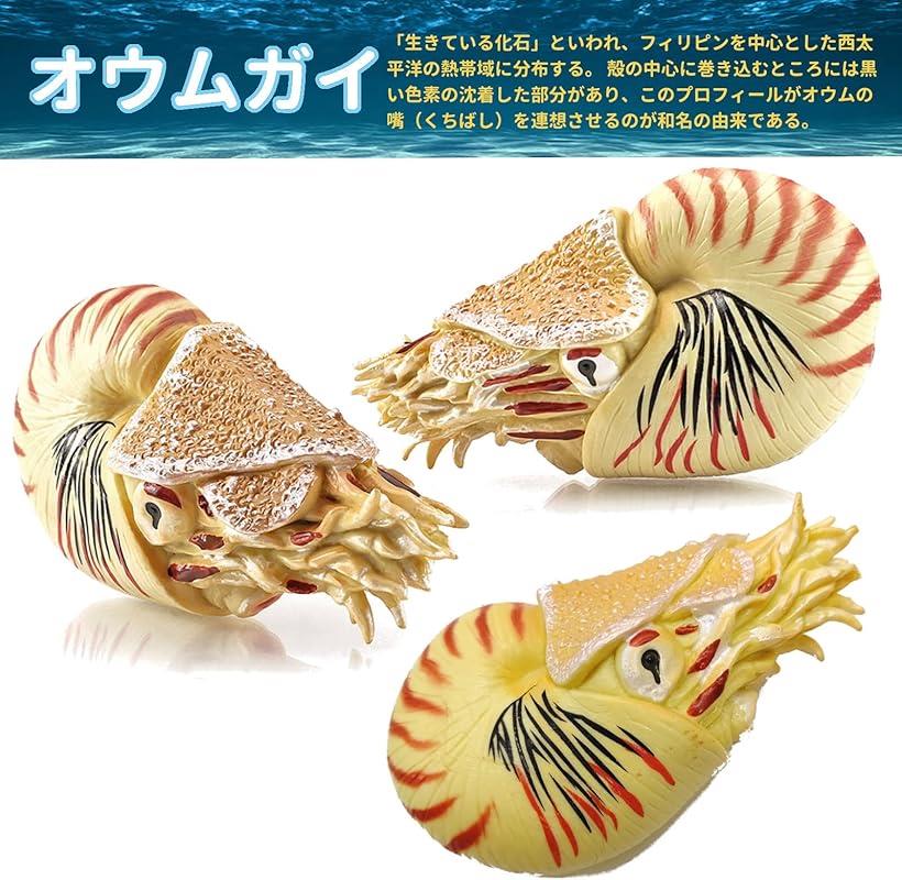 楽天市場】フィギュア アンモナイト オウムガイ 貝殻 (オウムガイ＋