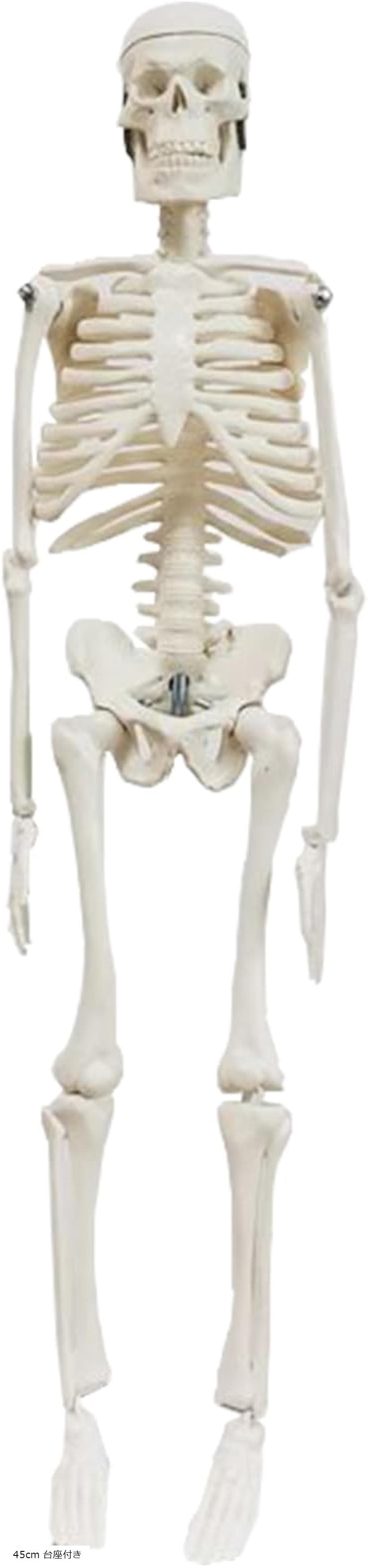 楽天市場】【楽天ランキング1位入賞】人体模型 骨格標本 全身 直立型