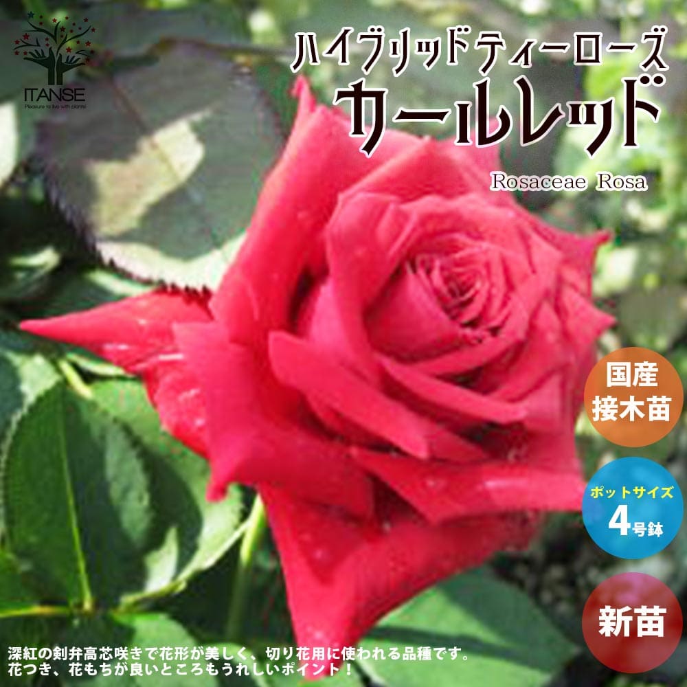 楽天市場】【3月3日入荷／送料無料】薔薇の苗 カールレッド ( 四季咲き