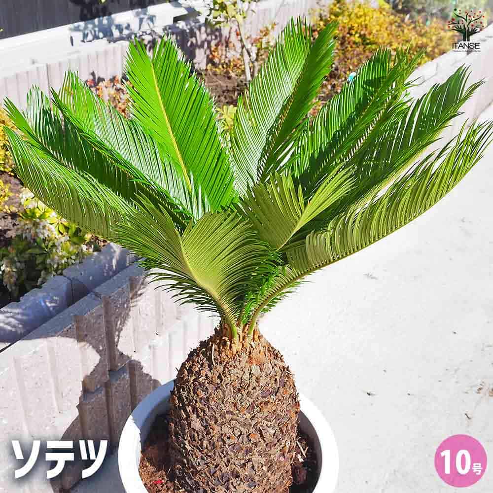 観葉植物 10号 ソテツ」の人気商品一覧 | 安い商品を通販サイトから