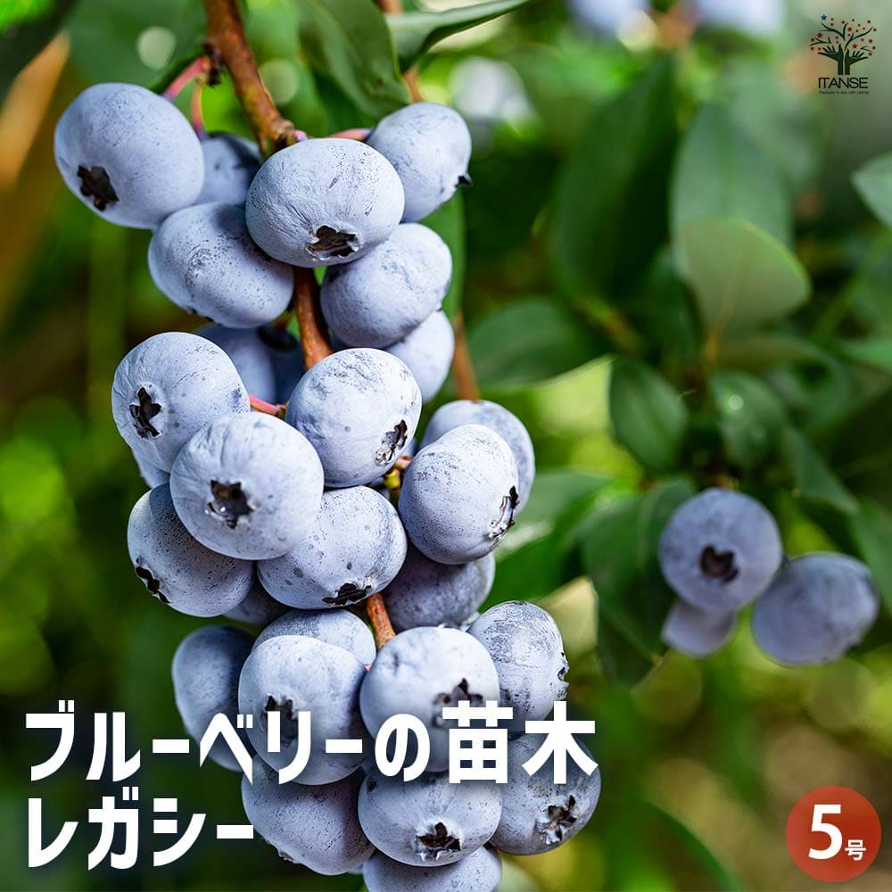 楽天市場】[楽天市場店限定価格] ◇グリゴー スーパーSALE