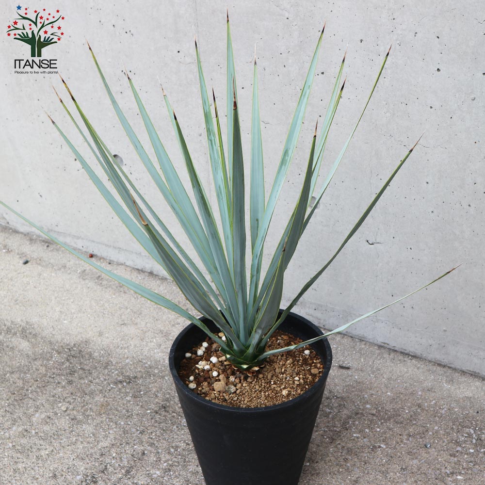 楽天市場】【送料無料】ユッカ リギダ 観葉植物 8号プラスチック鉢