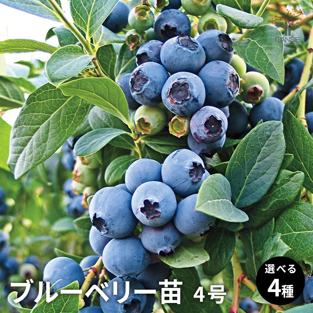 苗 オニール ブルーベリー」の人気商品一覧 | 安い商品を通販サイト