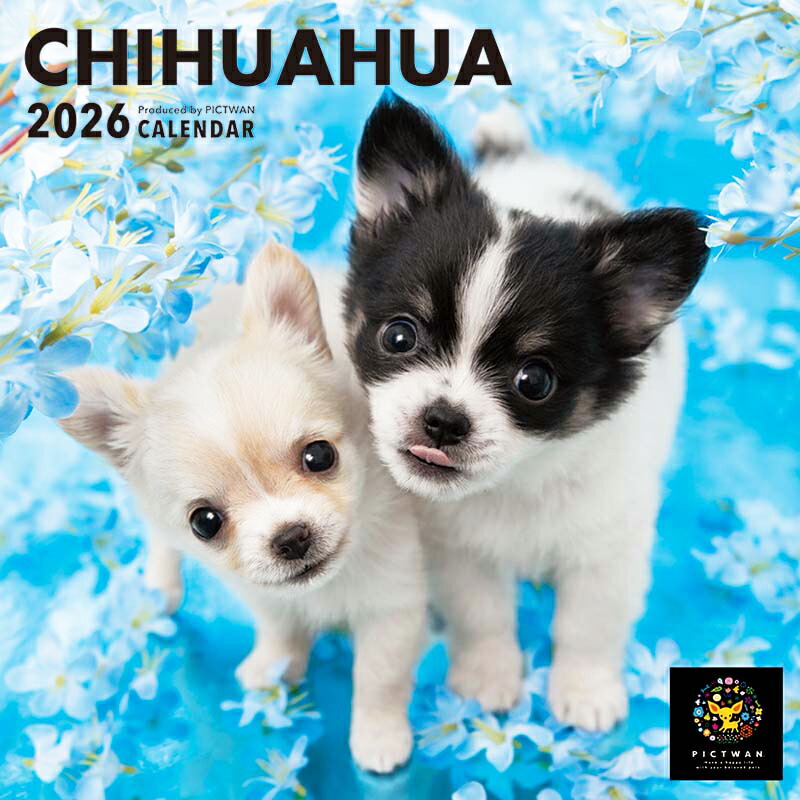楽天市場】［公式］PICTWANカレンダー 2026年【S判】チワワ【ゆう