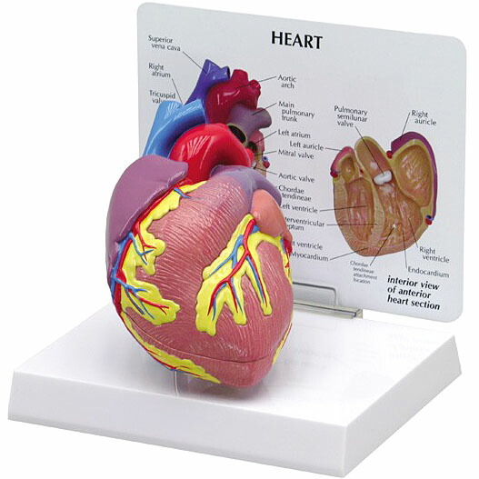 楽天市場】心臓模型 人体模型 2分解 実物大 OM-GP-2500 GPI
