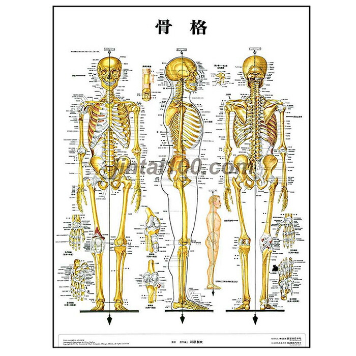 楽天市場】机太郎 ドライラボ模型 白内障手術練習用模擬眼 眼科手技