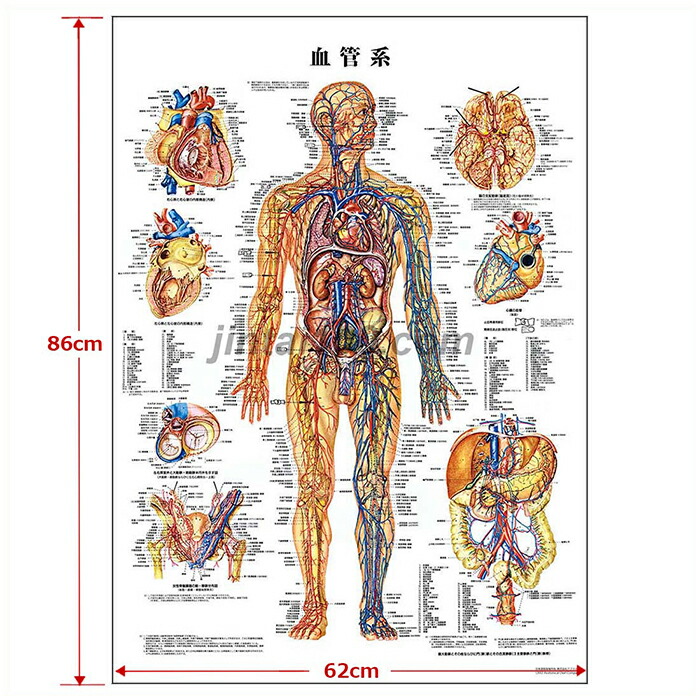 楽天市場】血管系 医学ポスター J8952 医学掛図 医学チャート 人体