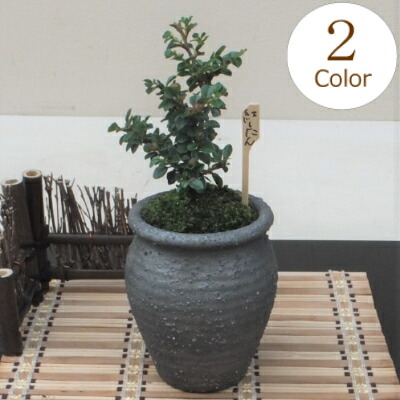 楽天市場】【15%OFF】和鉢 盆栽 ミニ盆栽 [172-151] 植木鉢 和風 陶器