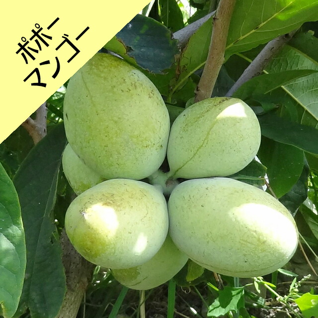 楽天市場】【アシナミ属】ポポー マンゴー接木苗 5号ポット : 産直花だん屋