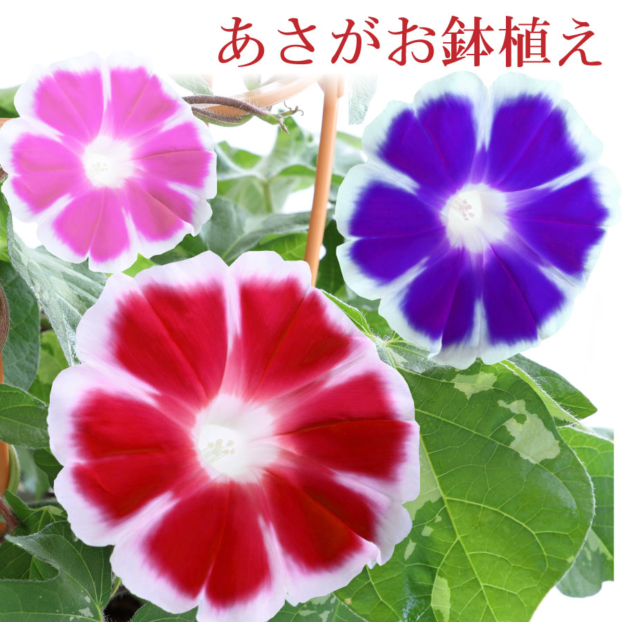 楽天市場】朝顔 鉢植え 7号 あさがお アサガオ あんどん仕立て 夏休み