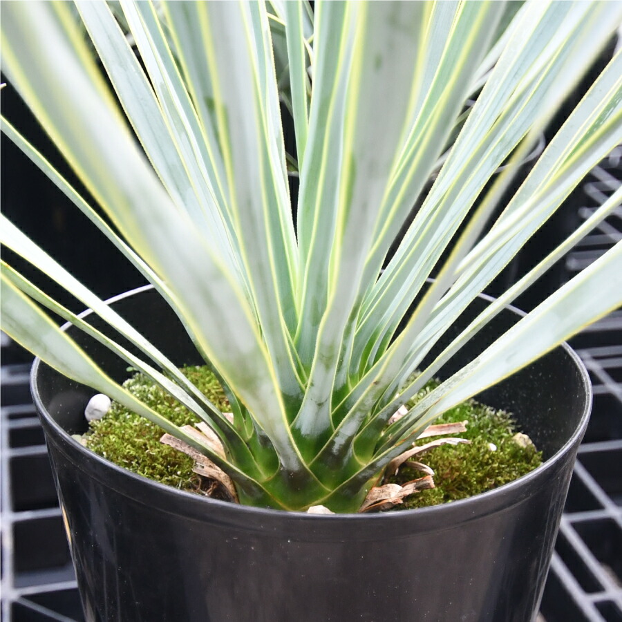楽天市場】ユッカ ロストラータ 5号鉢 耐寒性 耐暑性 丈夫 植木 庭木