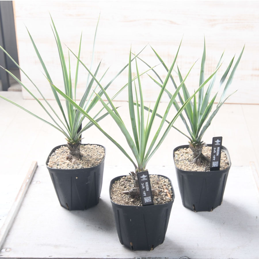 楽天市場】ユッカ リギダ 3.5号ポット苗 耐寒性 耐暑性 丈夫 植木 庭木