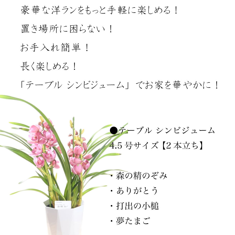 楽天市場】【セール品】 テーブル シンビジューム 4.5号 2本立ち