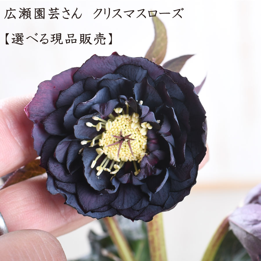 楽天市場】クリスマスローズ 開花株 広瀬園芸（花・観葉植物｜花