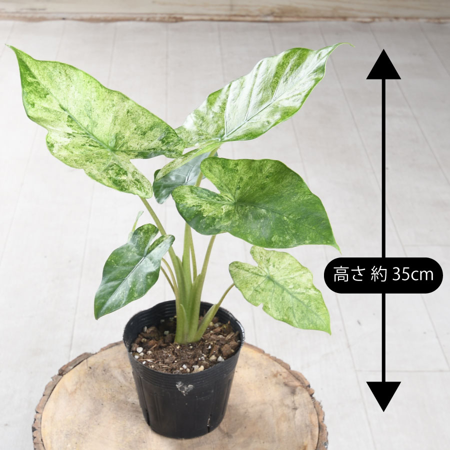 楽天市場】アロカシア オドラ バリエガータ バティック 斑入り 観葉