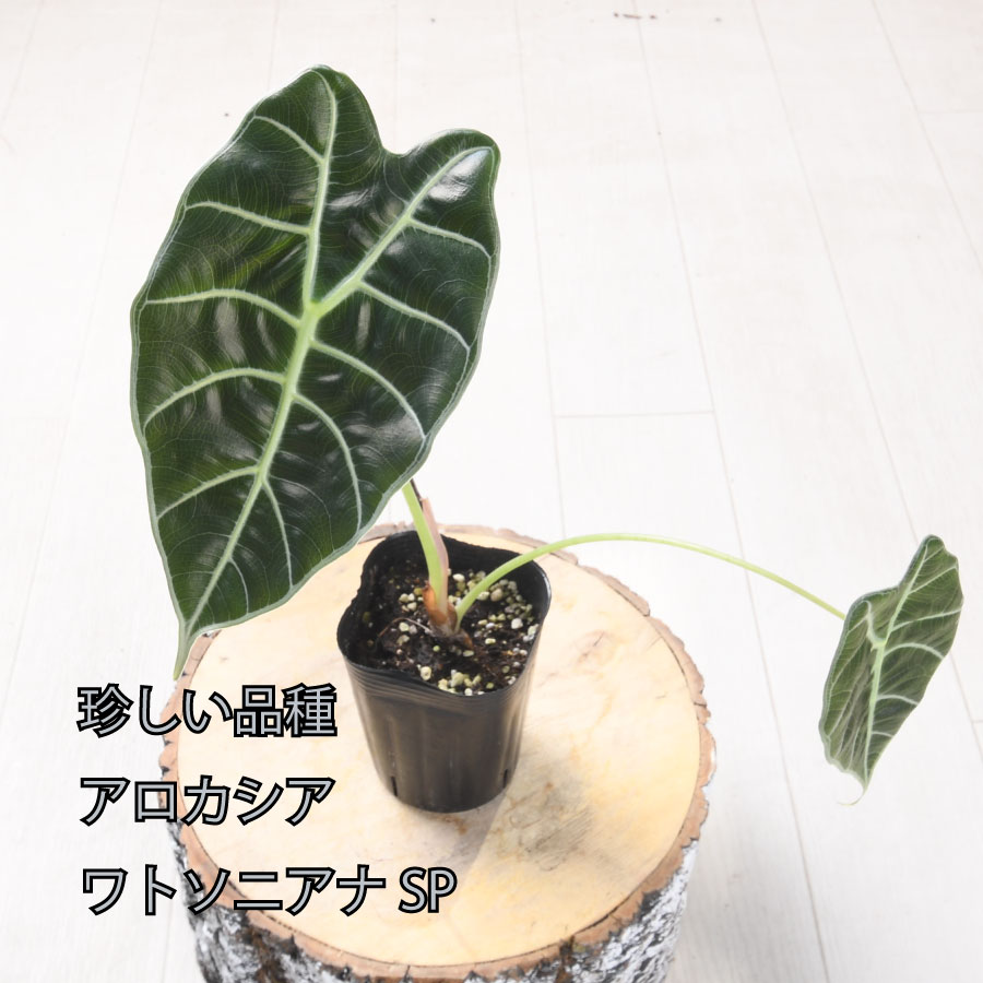 楽天市場】アロカシア ワトソニアナSP 観葉植物 珍しい品種 希少 3号