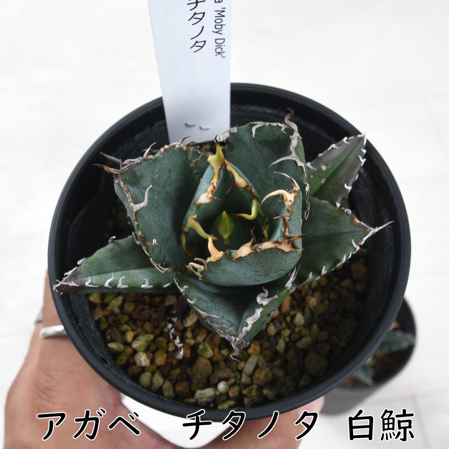 楽天市場】アガベ 白鯨 【訳アリセール品】 チタノタ 3.5号 多肉植物