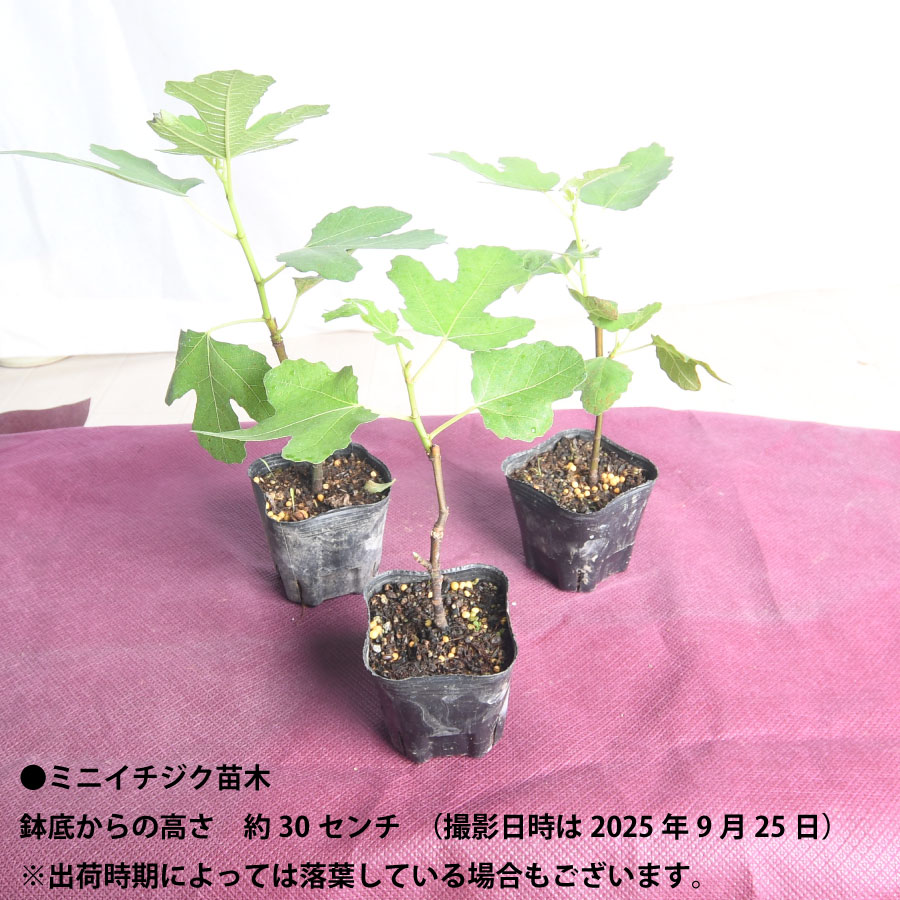 楽天市場】皮ごと食べられる ミニイチジク 全10品種 苗木 9cmポット