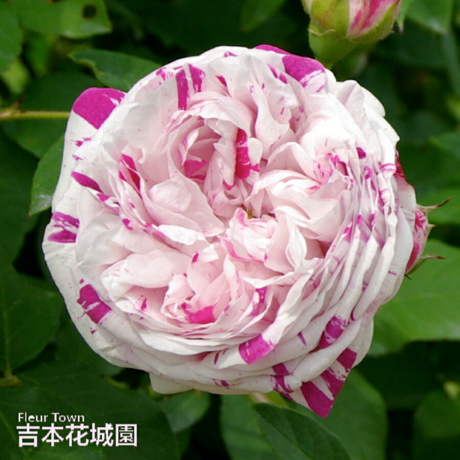 楽天市場】バラ苗 バリエガータディボローニャ （ヴァリエガータディ