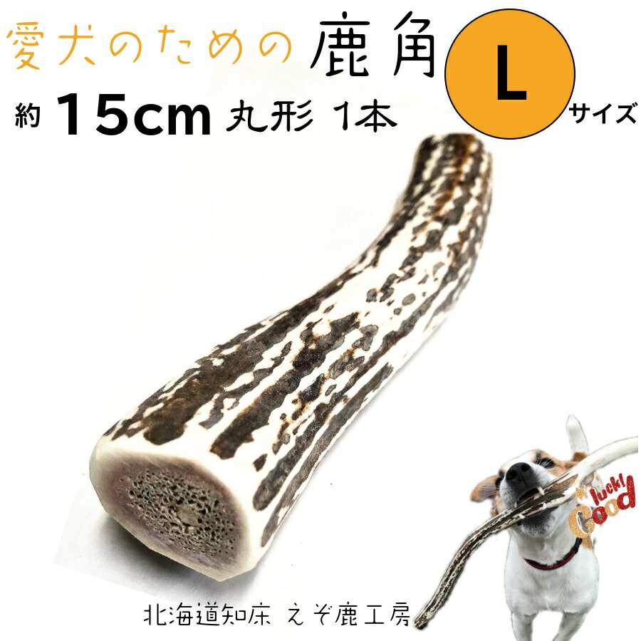 楽天市場】鹿の角 犬 鹿角 長さ15cm 丸型 Lサイズ 1本 国産 北海道