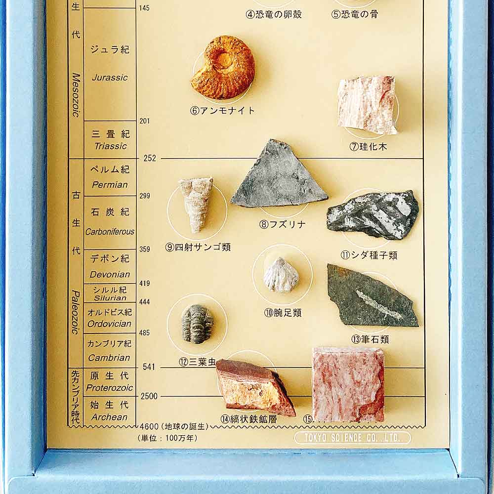 楽天市場】化石標本15種 東京サイエンス サメの歯 貨幣石 琥珀 恐竜の