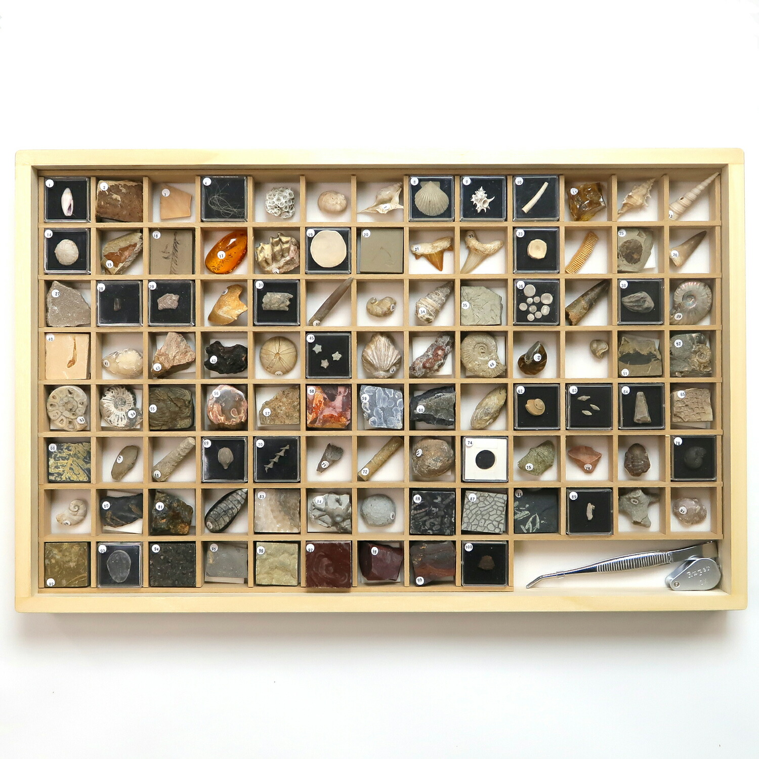 楽天市場】化石標本100種 東京サイエンス 新生代 第四紀 決定版 解説