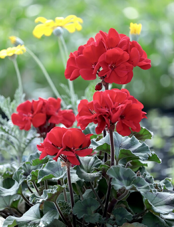 楽天市場】ゼラニウム 黄色（苗物｜ガーデニング・農業）：花