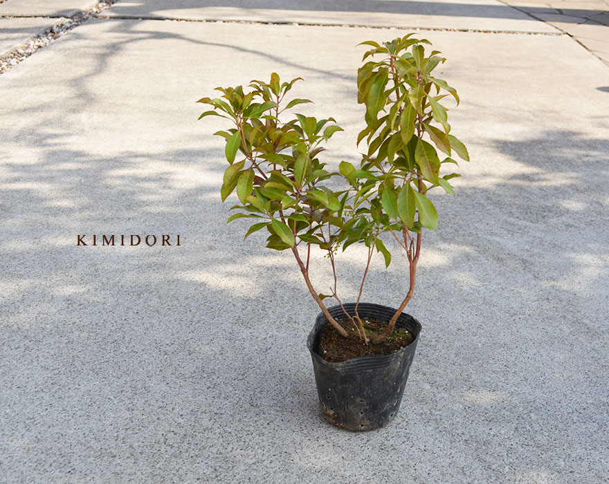 楽天市場】アセビ 馬酔木 約30cm ツツジ 常緑低木 和風 洋風 庭園 植木