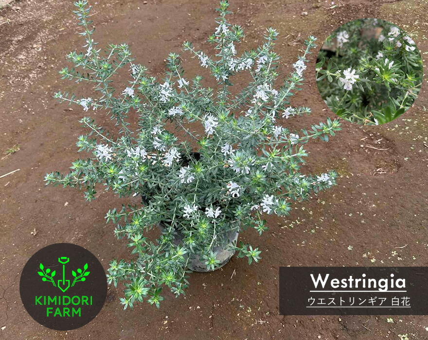 楽天市場】ウエストリンギア ハーブ 約30-50cm オージープランツ