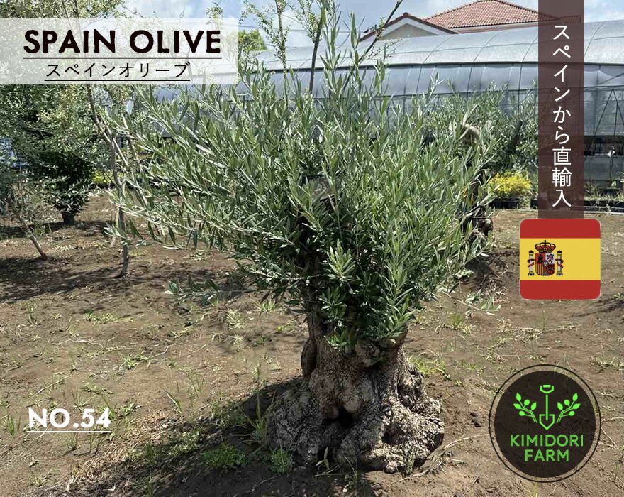 楽天市場】古木（植木｜ガーデニング・農業）：花・ガーデン・DIYの通販