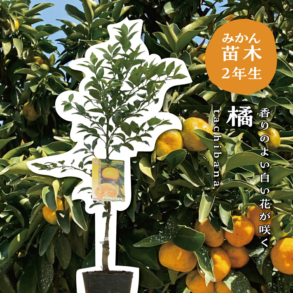 楽天市場】【10%OFF スーパーSALE限定】タチバナ(橘) 【特等2年生苗木