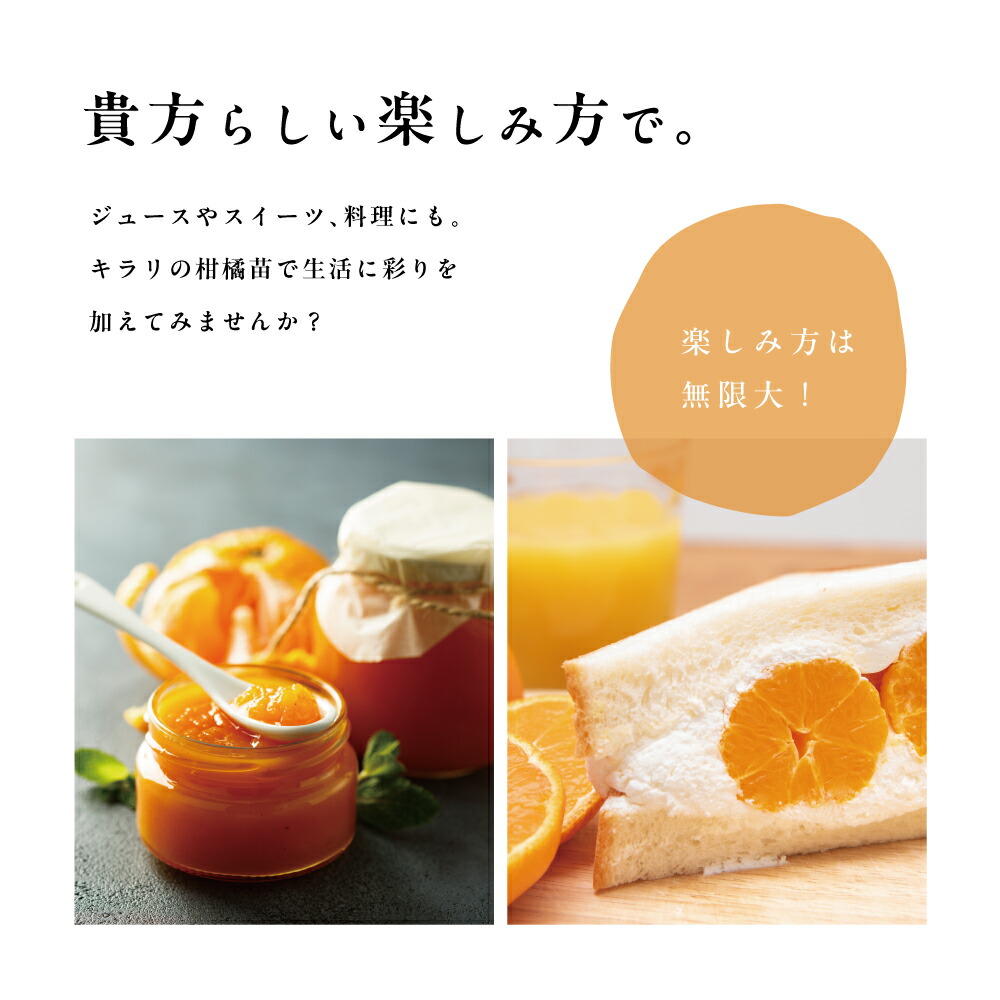 楽天市場】【10%OFF スーパーSALE限定】タチバナ(橘) 【特等2年生苗木