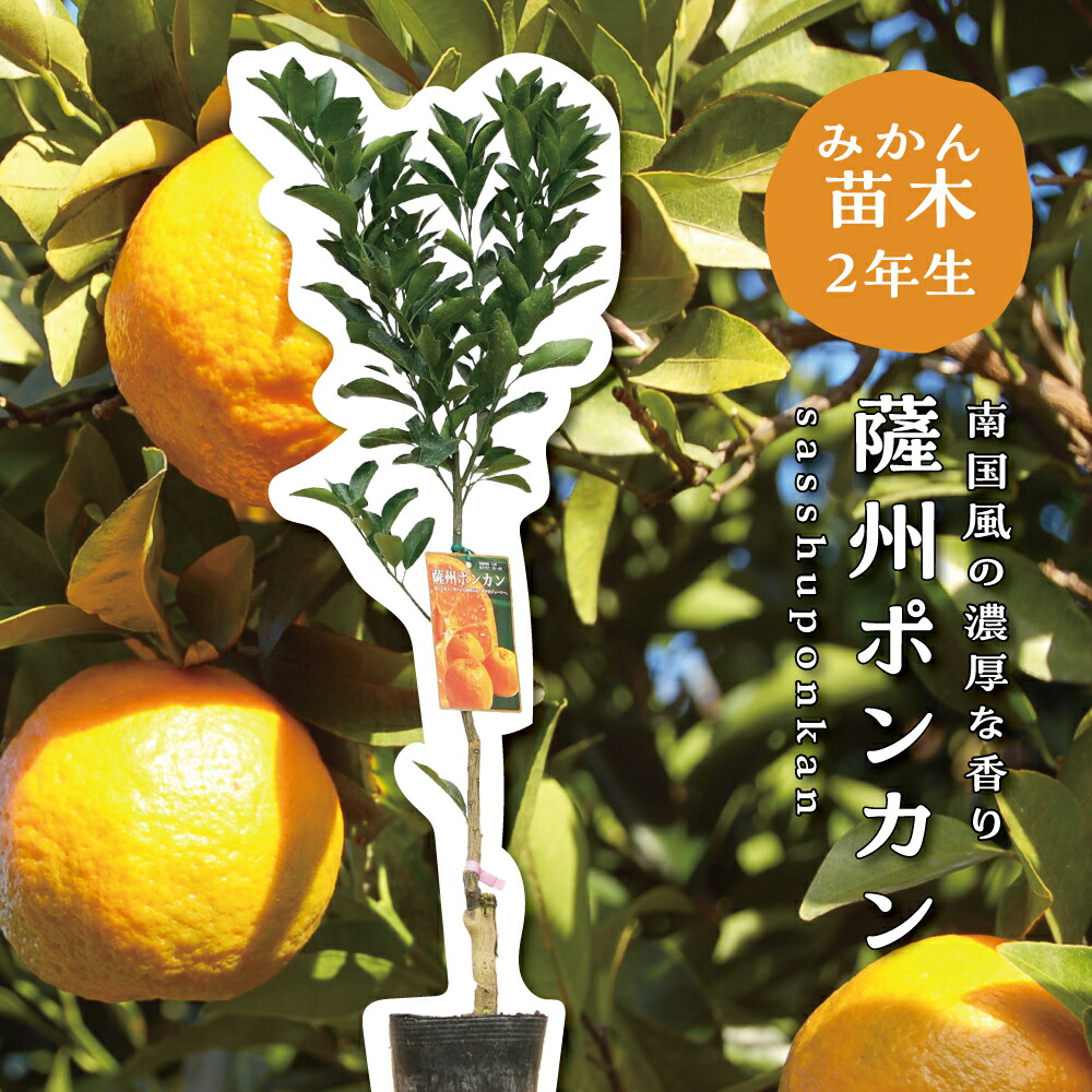 楽天市場】薩州ポンカン 【特等2年生苗木】 苗木 みかんの木 接木苗