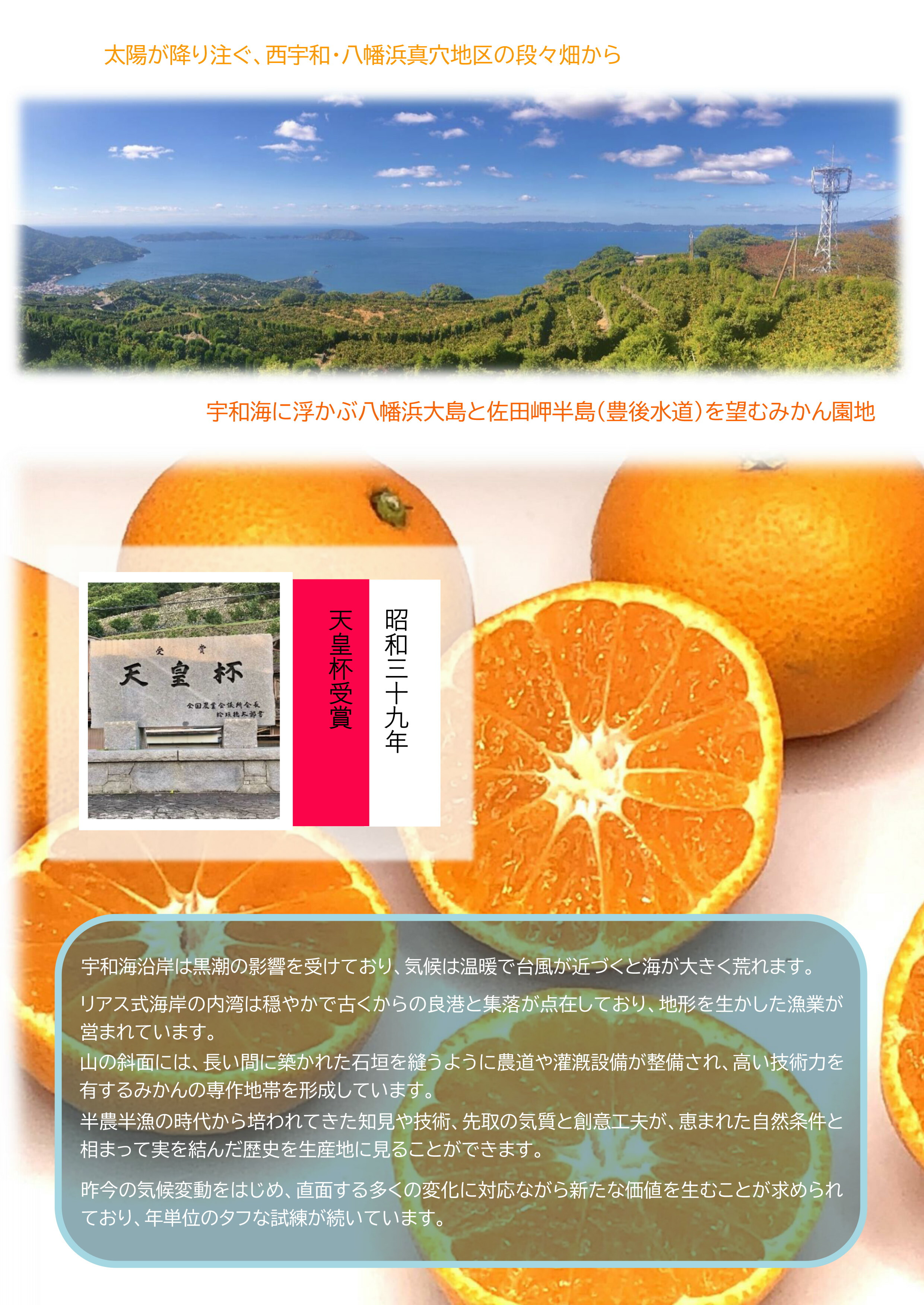 楽天市場】【 真穴産 】 冷凍みかん えひめのアイスみかん 10袋 / 20袋