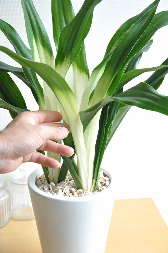 楽天市場】New!! 万年青(オモト) あけぼのおもと 白色貫入陶器鉢に植え