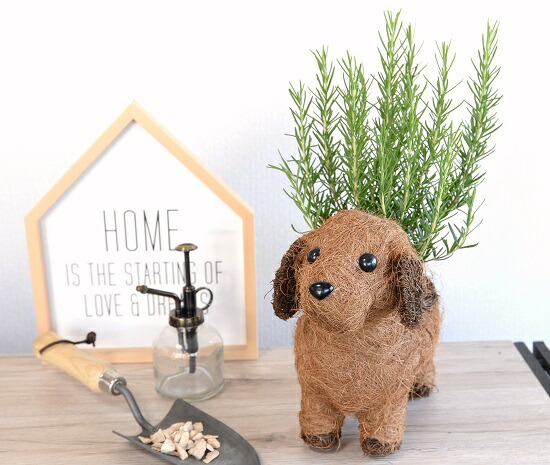 楽天市場】ローズマリー 4号 × ワンちゃんバスケット Mサイズ 2色犬