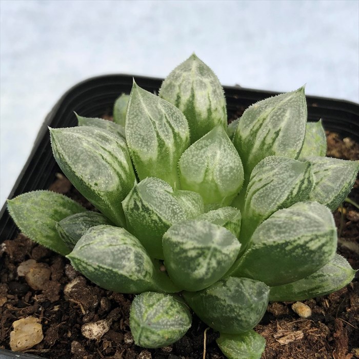 楽天市場】多肉植物 ハオルチア ラブハート 7.5cmポット 観葉植物