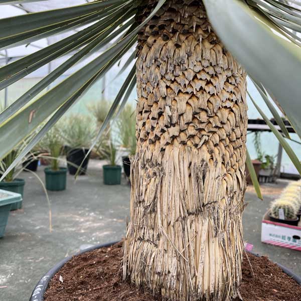 楽天市場】【送料無料】 ダブルヘッド ロストラータ ユッカ