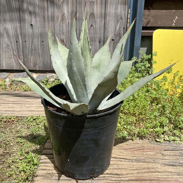 楽天市場】【送料無料】アガベ パリー 吉祥天 新築祝い 7号 ドライ