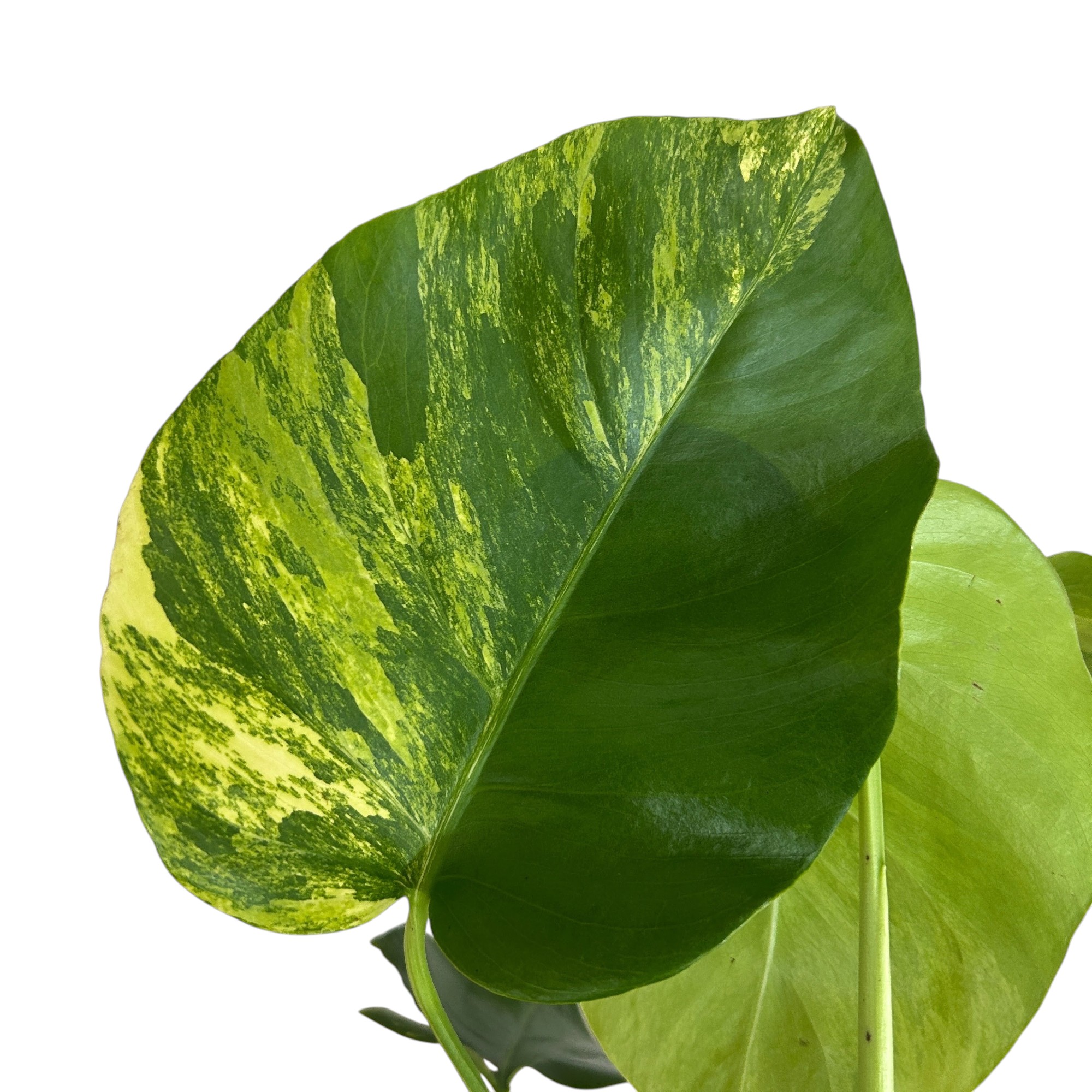 観葉植物 モンステラ 4号」の人気商品一覧 | 安い商品を通販サイトから