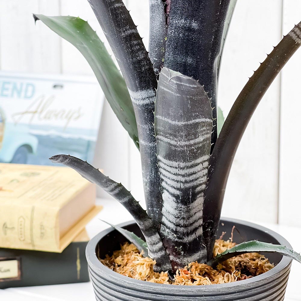 楽天市場】PLANCHU 観葉植物 ビルベルギア ダースベイダー 4号樹脂鉢