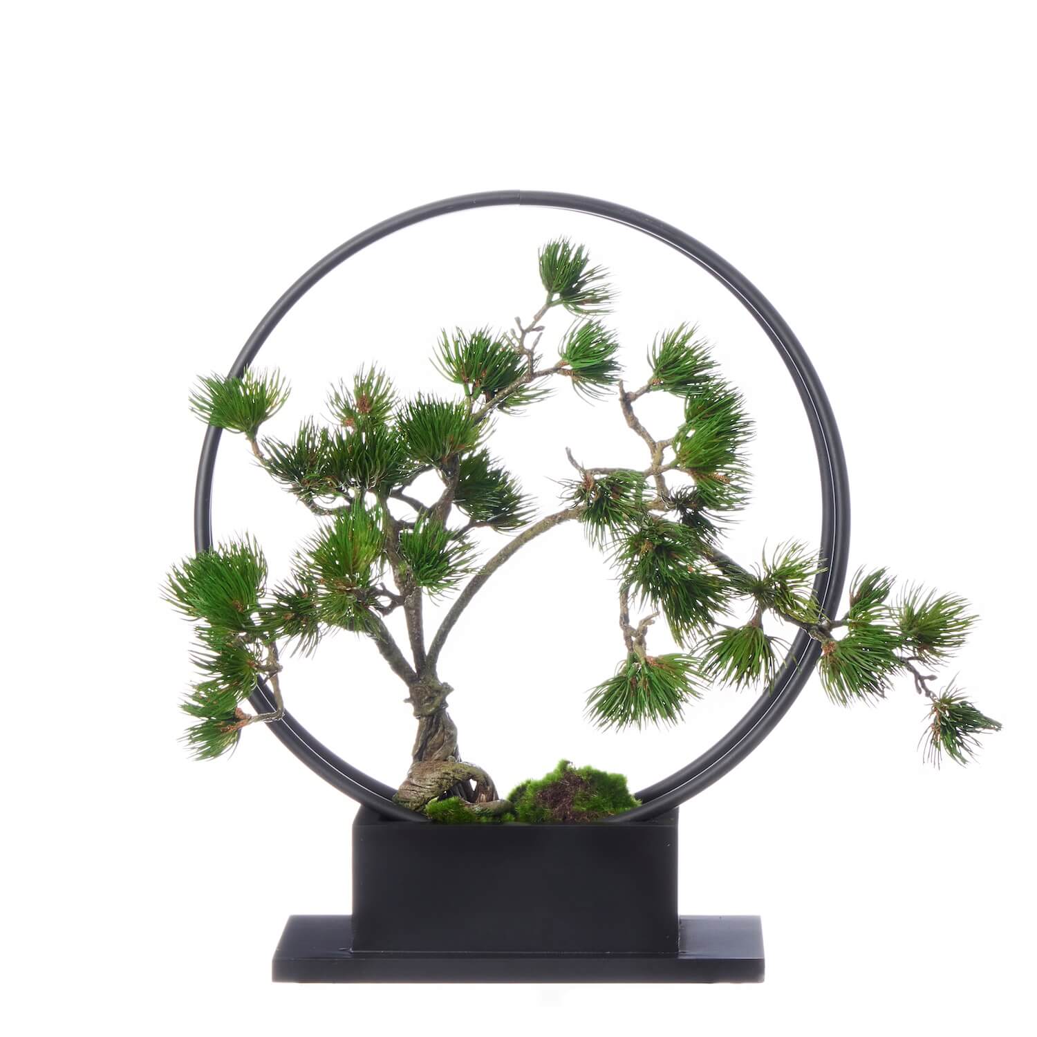 楽天市場】【公式】松 吹き流し 1本 リングベースL CUPBON 盆栽